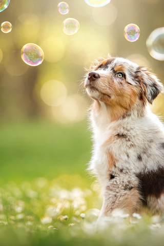 собака, животное, мыльные пузыри