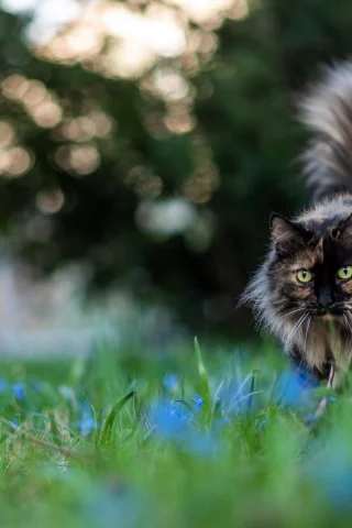 кот, животное, на природе