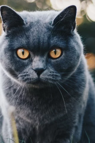 кот, взгляд