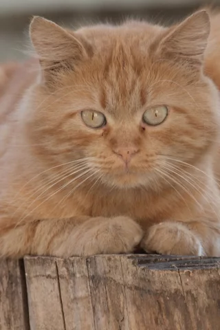 кот рыжий, взгляд