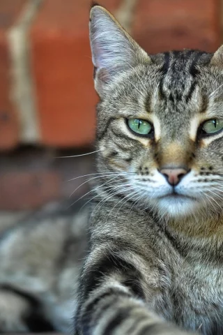 кот, взгляд