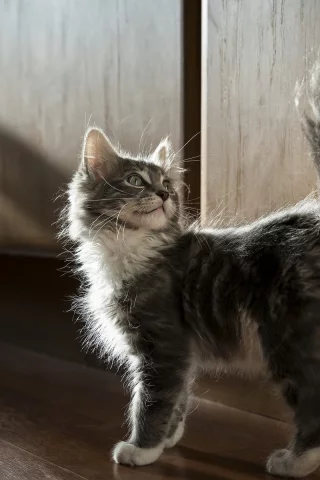 кошка, взгляд, животное