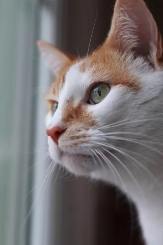 кот, животное, смотрит в окно