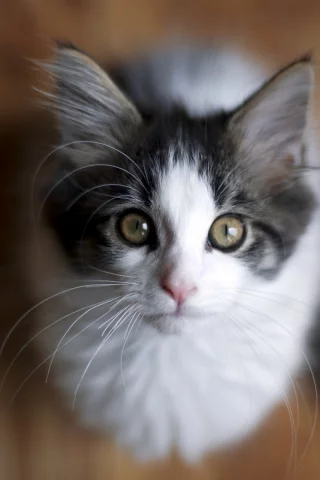 кошка, взгляд