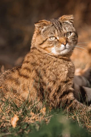 кот, взгляд