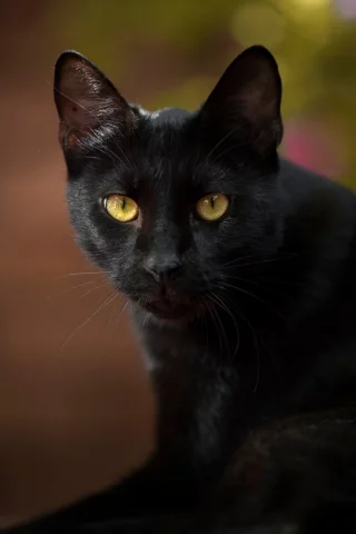 кот чёрный, взгляд