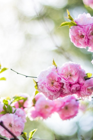 сакура, цветы, весна