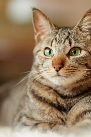 кот, взгляд