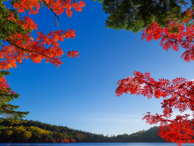 озеро, деревья, осень, листопад