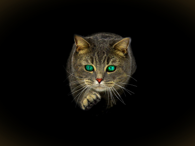 кот, взгляд, зелёные глаза