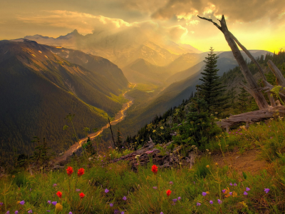 горы, цветы, туман