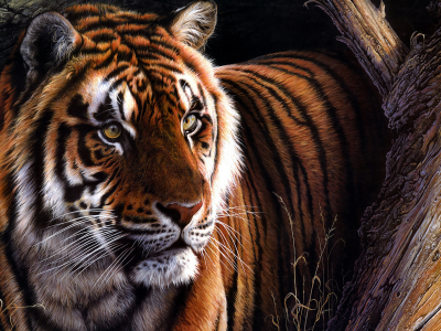 тигр, хищник, большая кошка
