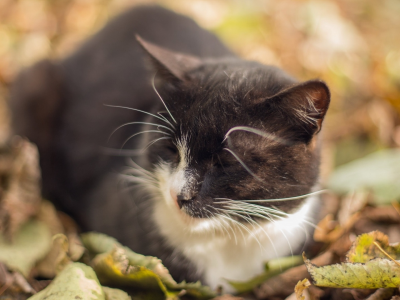 кот, животное, сидит на листьях