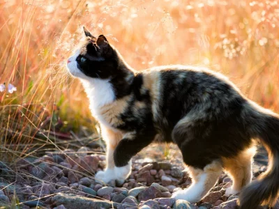 кошка, животное, на природе