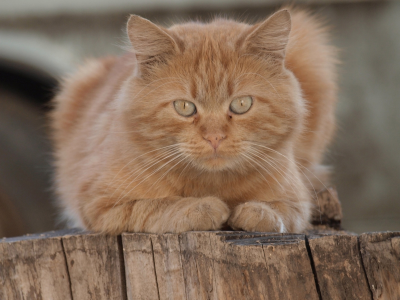 кот рыжий, взгляд