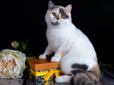кошка, букет цветов, подарок