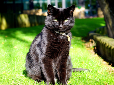 кот чёрный, взгляд, сидит на траве