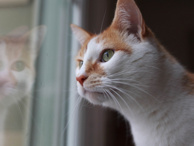 кот, животное, смотрит в окно