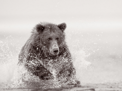 медведь, животное, в реке