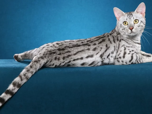 кошка, взгляд, животное