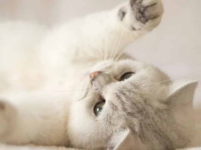 кошка, животное, лежит