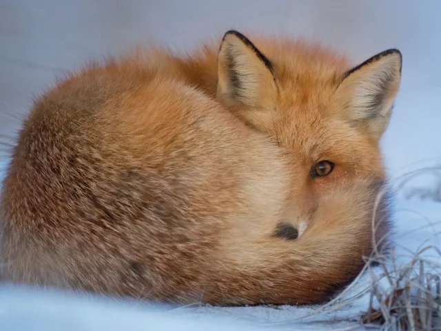 лиса, животное, лежит