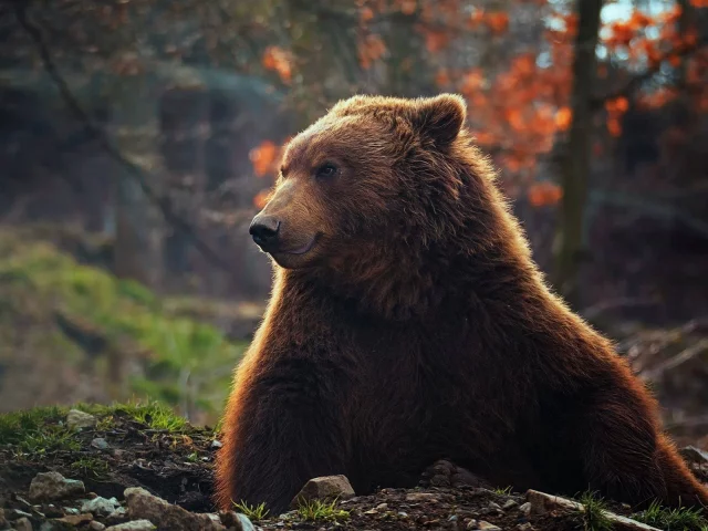 медведь, животное
