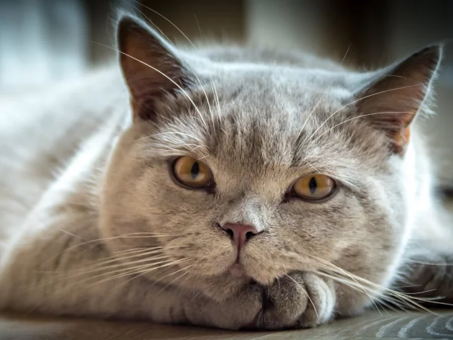 кот, взгляд, лежит