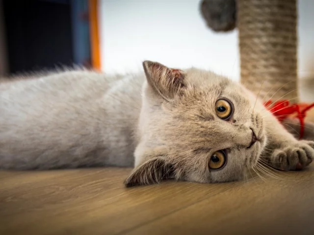 кот, взгляд, лежит