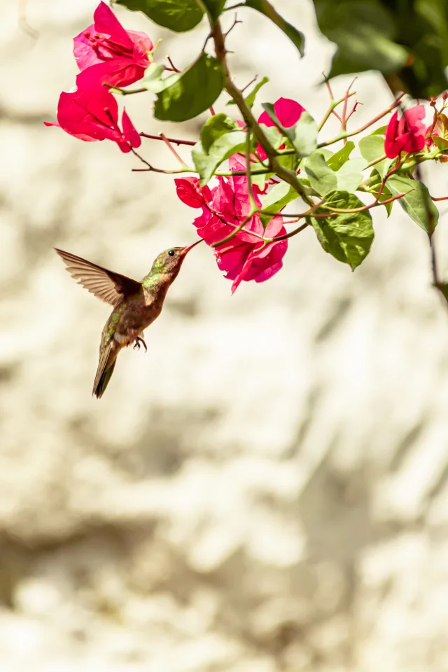 bird, hummingbird, nature, animal