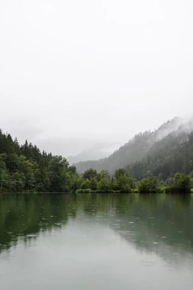 природа, лес, река