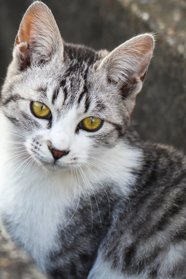 кот, взгляд, животное