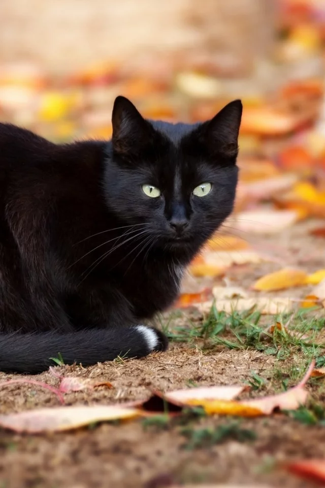 кошка чёрная, взгляд, осень, листопад
