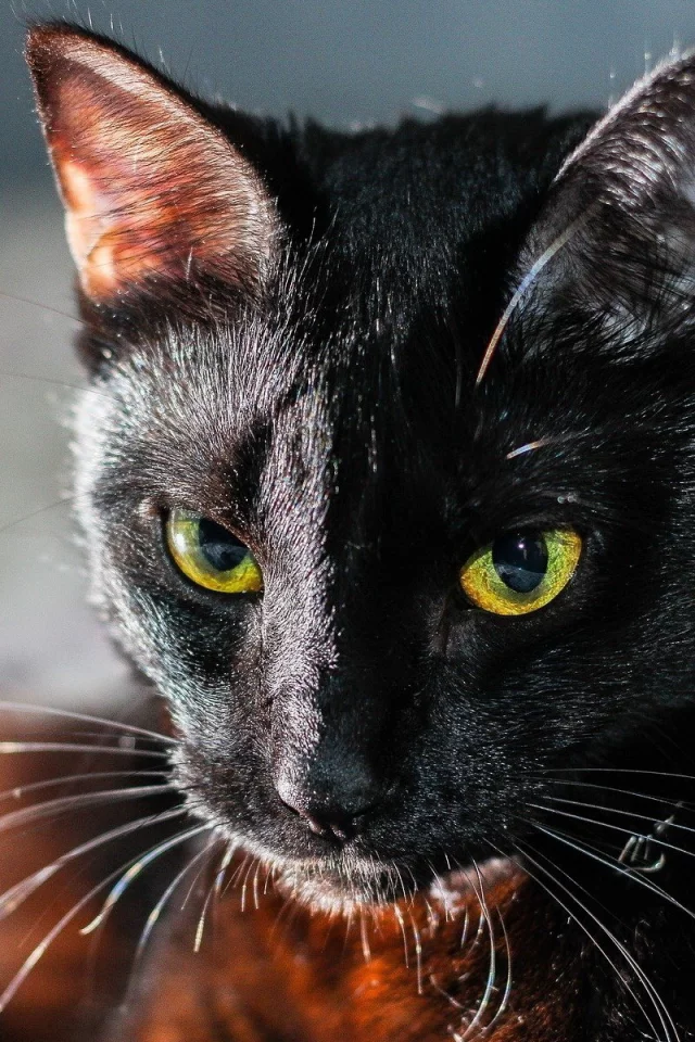 кот чёрный, взгляд