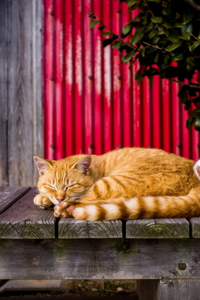 коты, спят