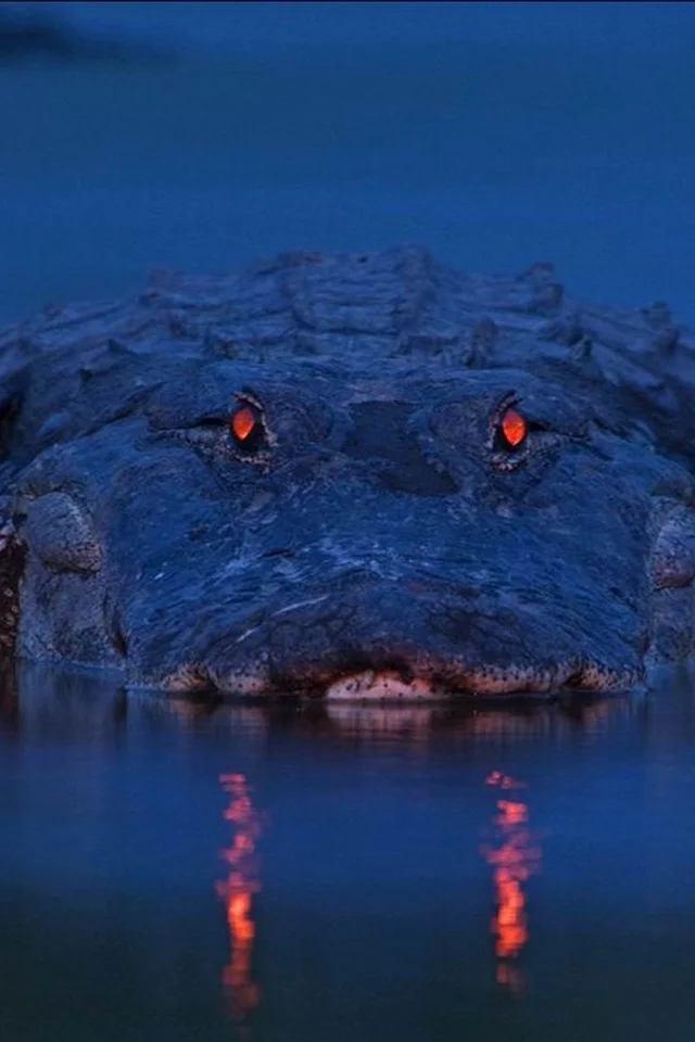 alligator, аллигатор, рептилия