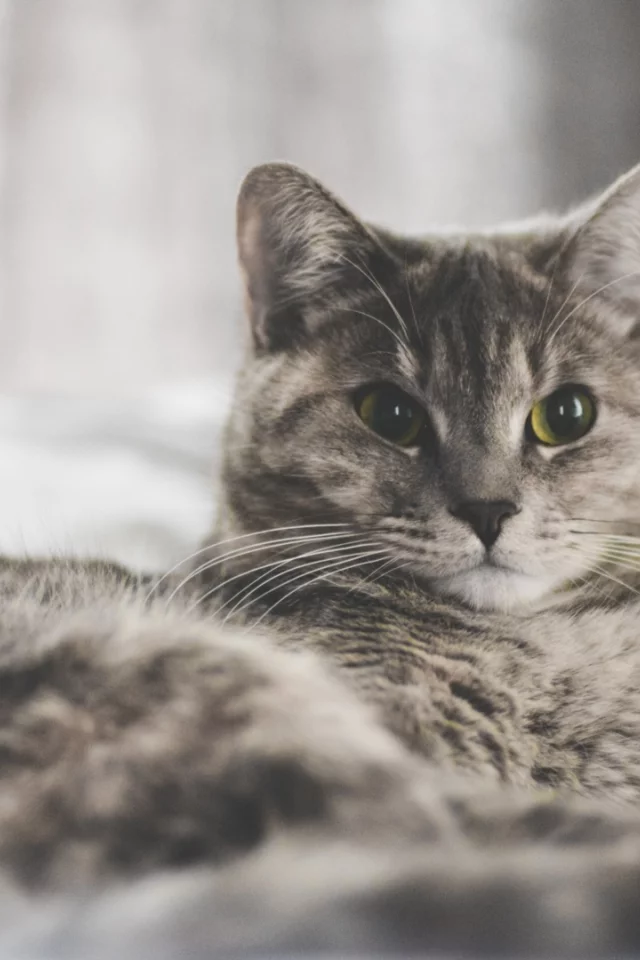 кот, животное, взгляд, лежит