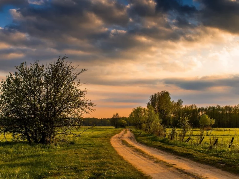 поле, дорога, лето