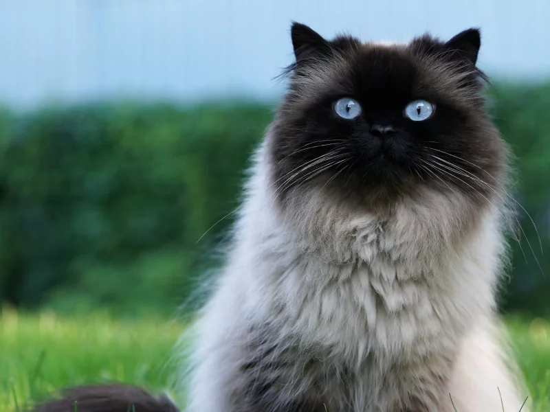 кошка, взгляд, животное