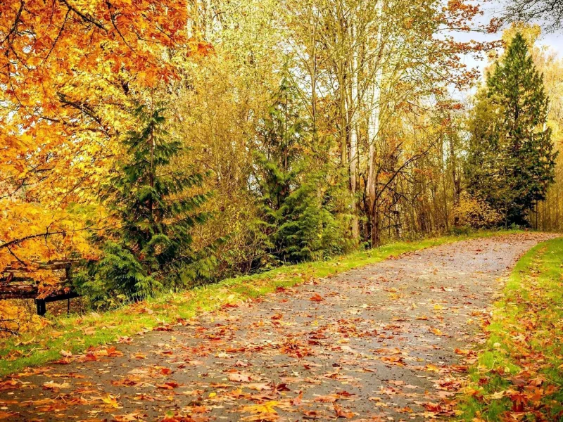 дорога, деревья, осень, листопад