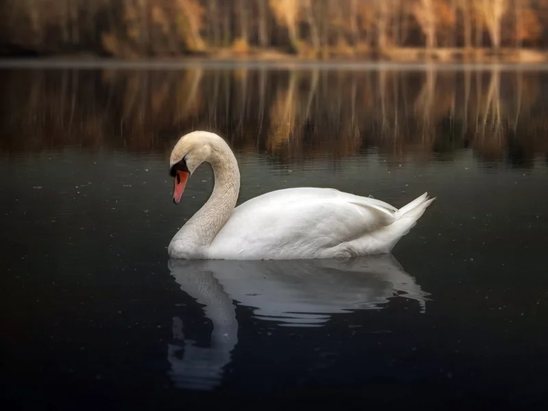 лебедь, плавает в воде