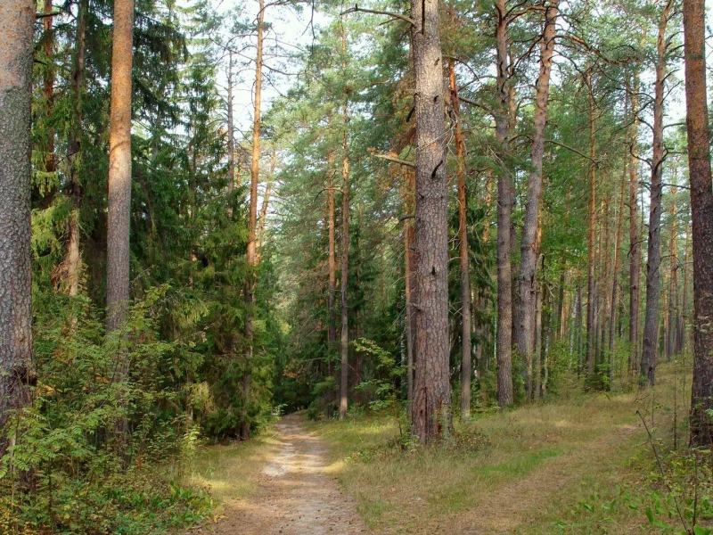 лес, деревья, тропинка