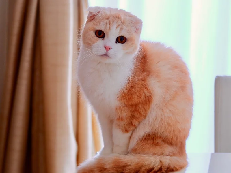 кошка, взгляд, животное