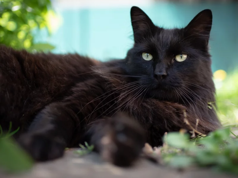 кошка чёрная, лежит, взгляд