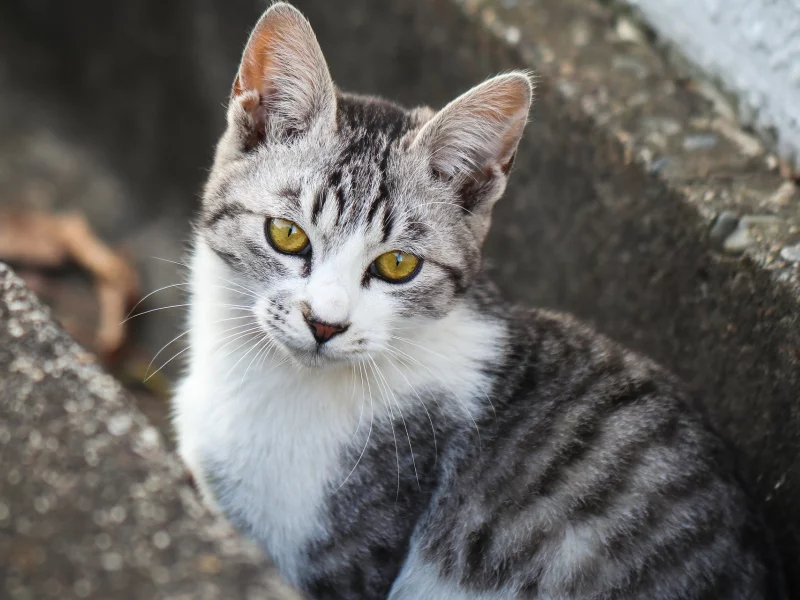 кот, взгляд, животное