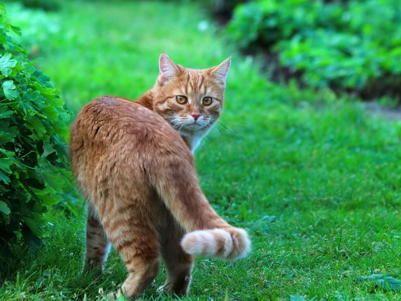кот, взгляд, животное