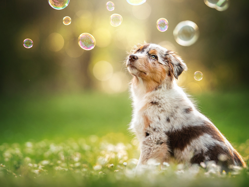 собака, животное, мыльные пузыри
