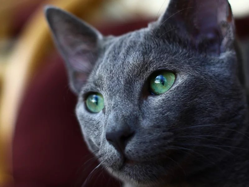 кот, взгляд