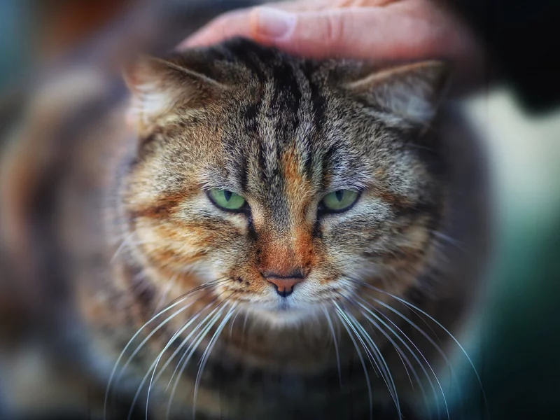 кот, взгляд, животное