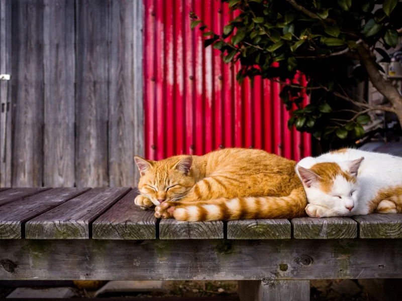коты, спят